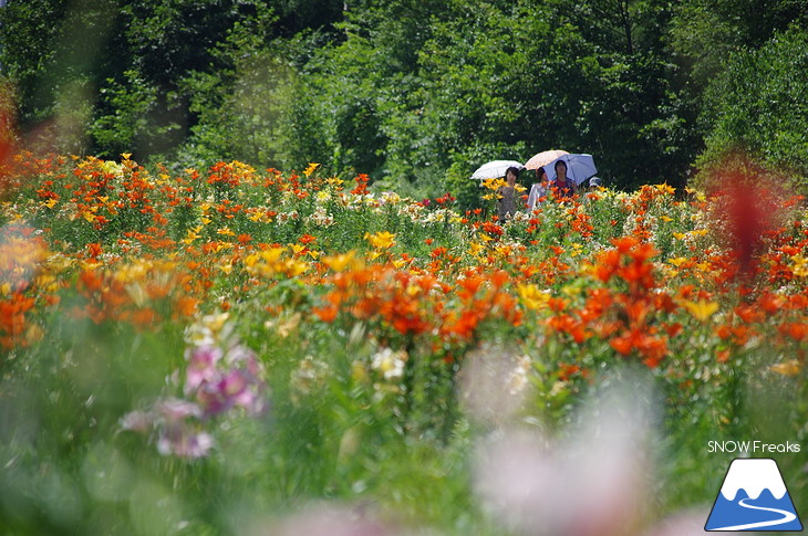 北海道最大級、213万輪のゆりの花！『オーンズ春香山ゆり園』